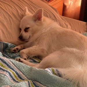 Meet your Posher, Rainbow